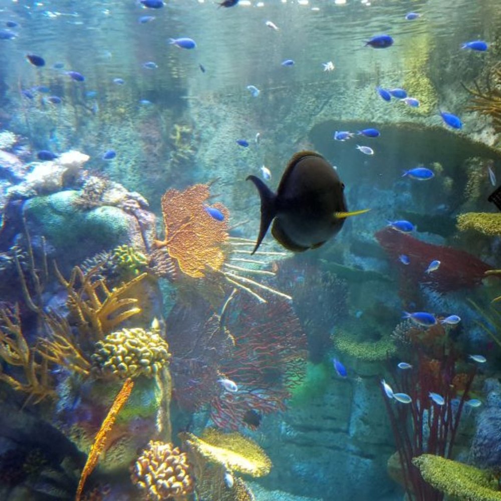 BLACK FISH ~ 8" X 10" Photography